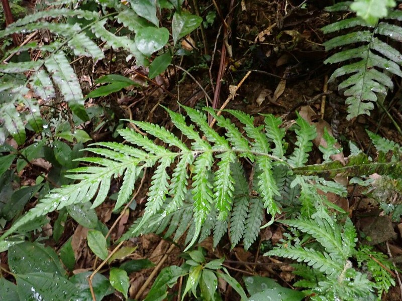 Tectaria kusukusensis photo 3