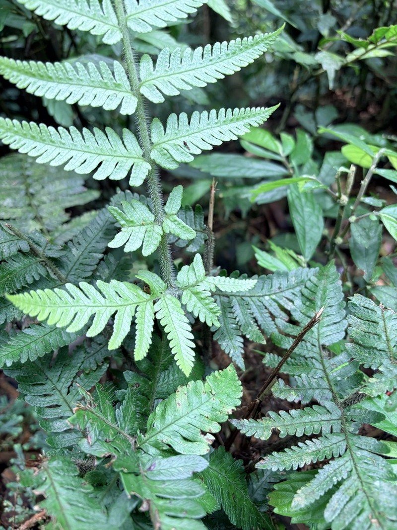 Tectaria kusukusensis photo 4