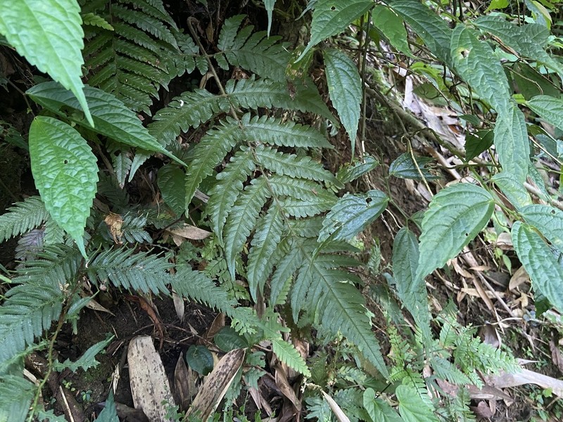 Tectaria kusukusensis photo 5