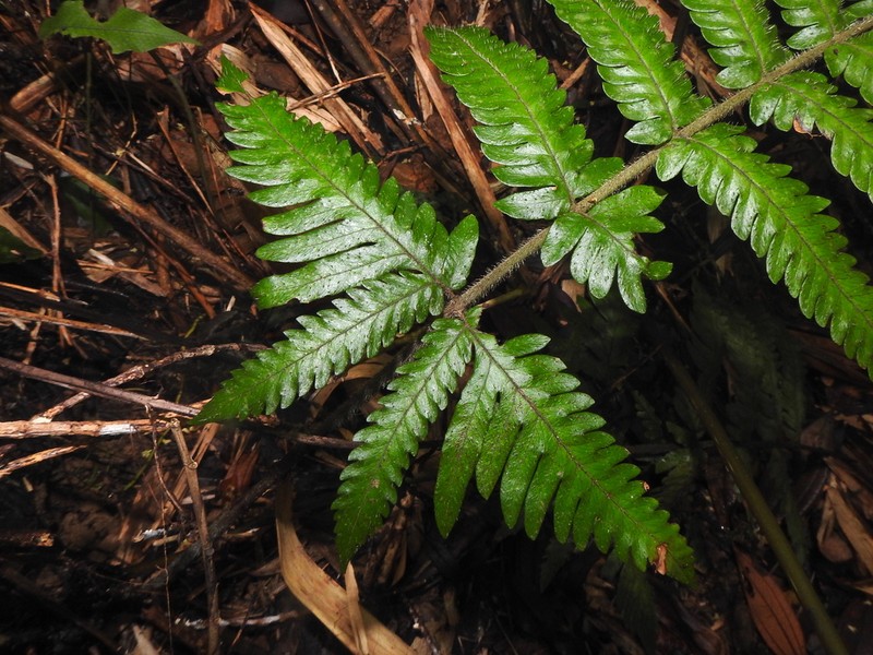 Tectaria kusukusensis photo 6