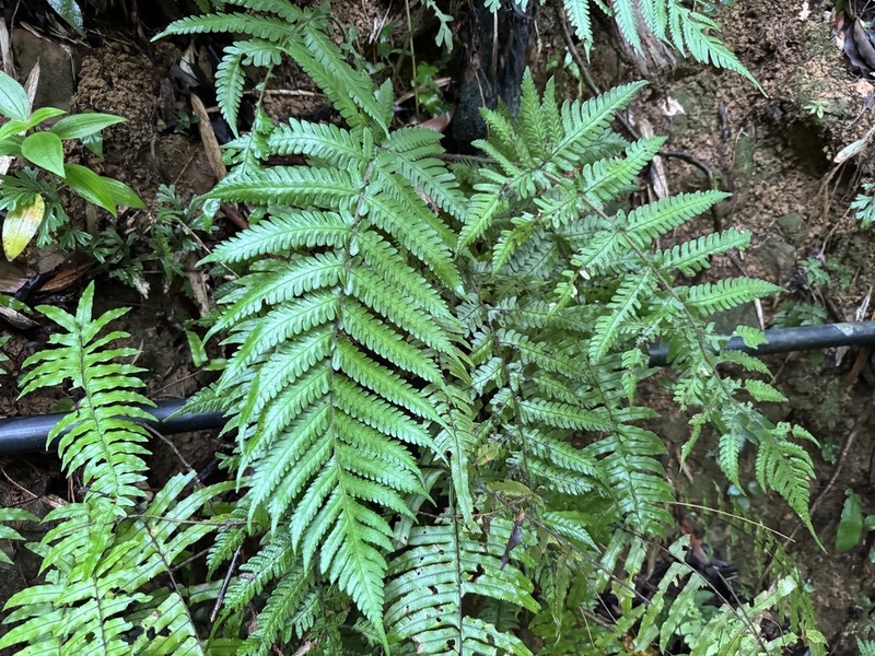 Tectaria kusukusensis photo 7