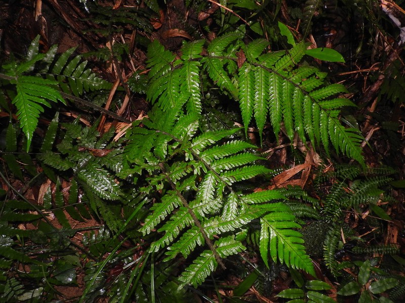 Tectaria kusukusensis photo 8