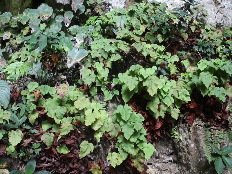 Tectaria labrusca photo 3