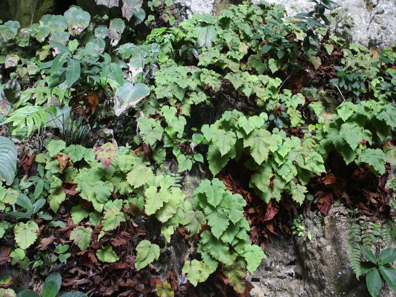 Tectaria labrusca photo 5