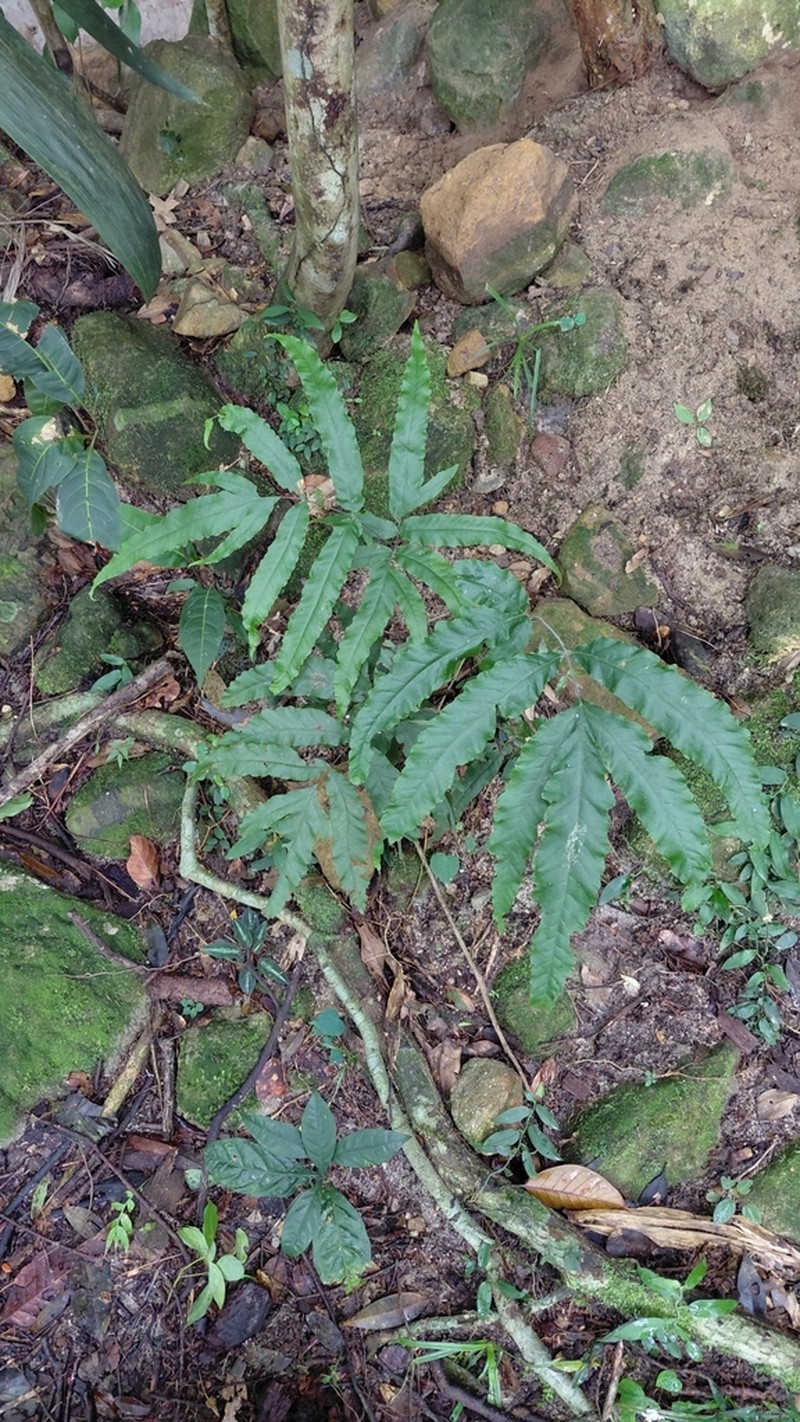 Tectaria laotica