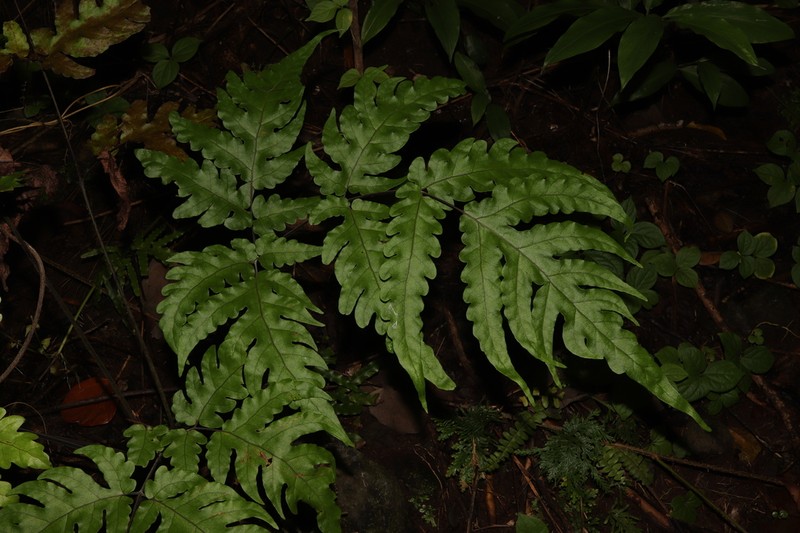 Tectaria latifolia