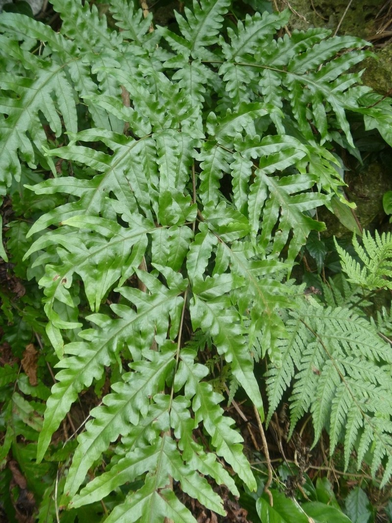 Tectaria latifolia photo 2