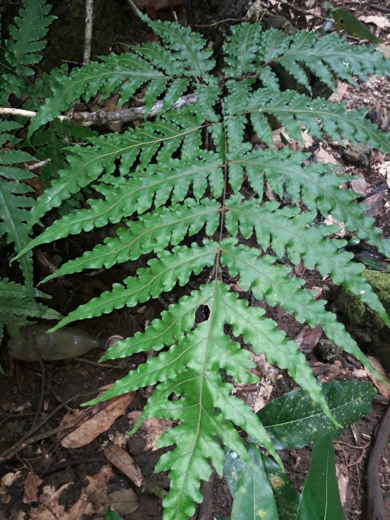 Tectaria latifolia photo 3