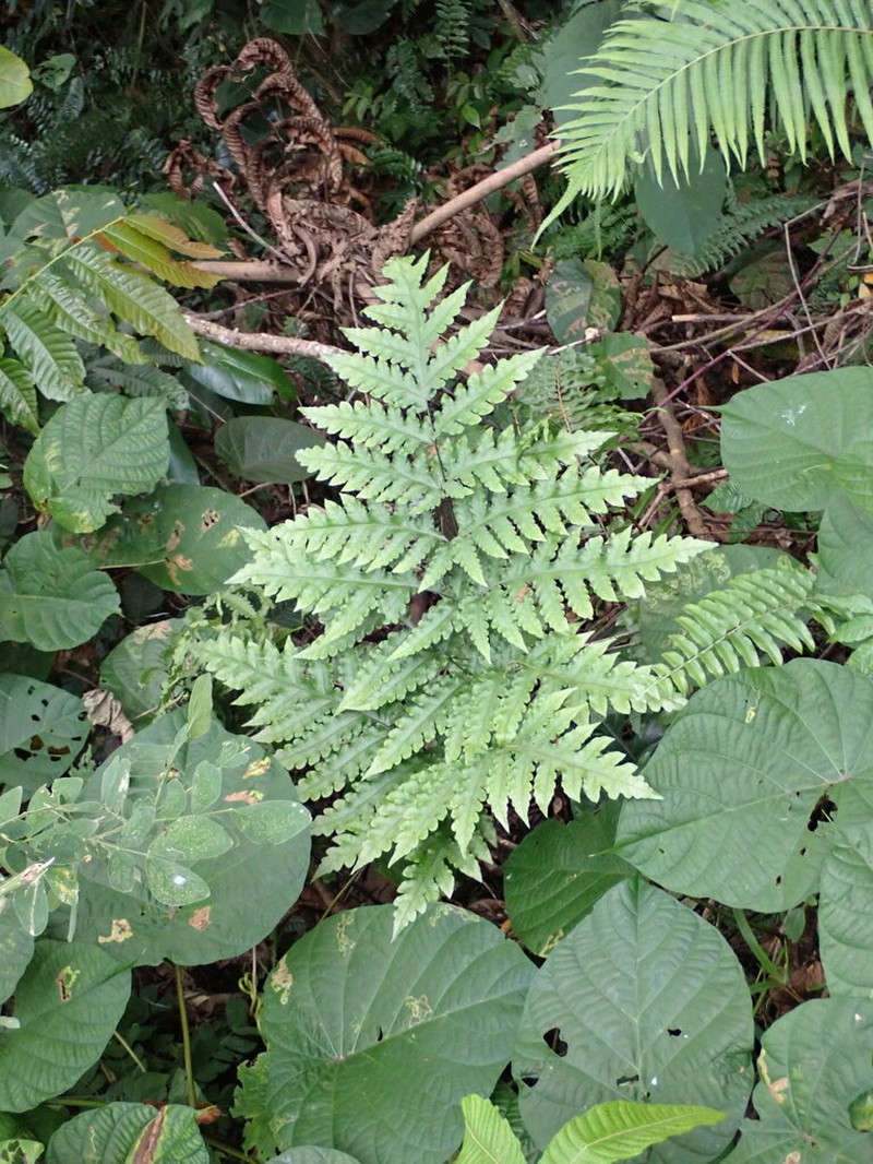 Tectaria latifolia photo 4