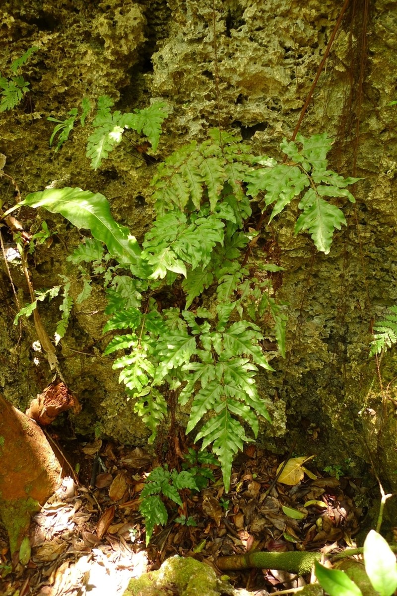 Tectaria latifolia photo 5