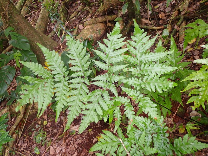 Tectaria latifolia photo 6