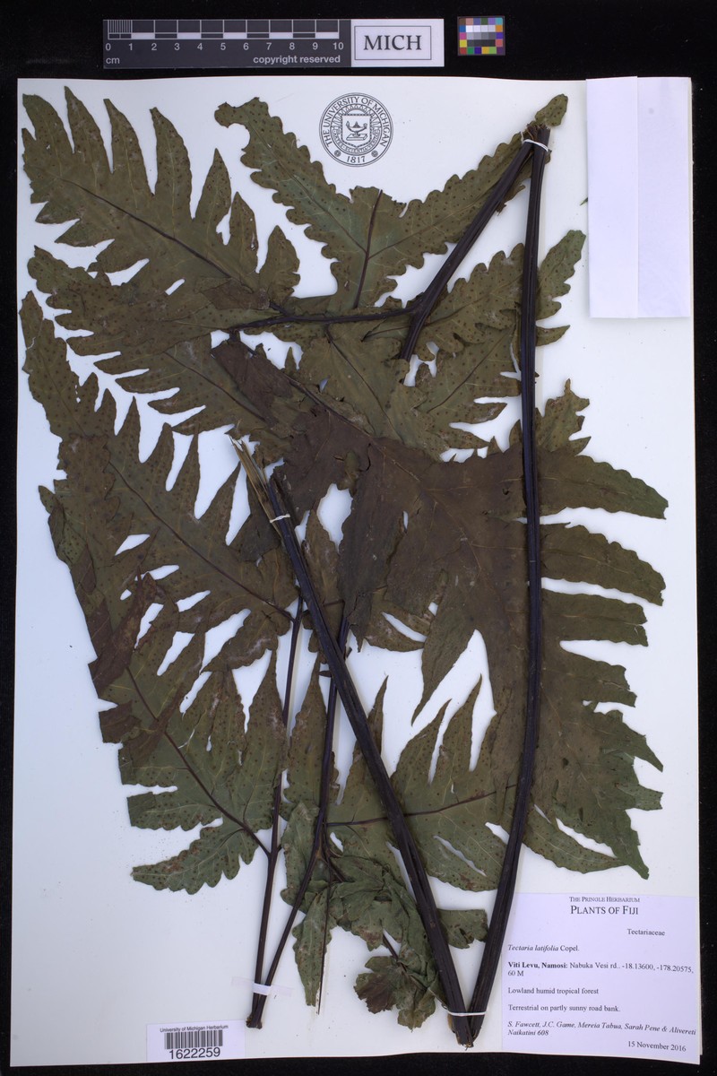 Tectaria latifolia photo 7