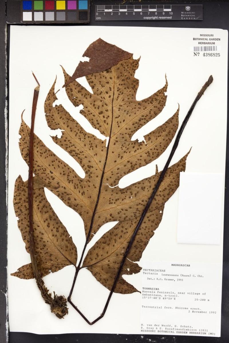 Tectaria lawrenceana