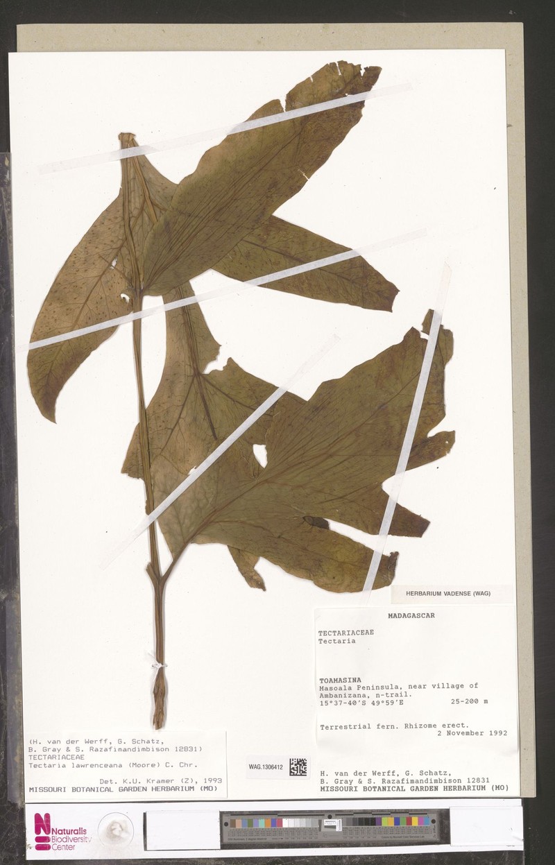 Tectaria lawrenceana photo 2