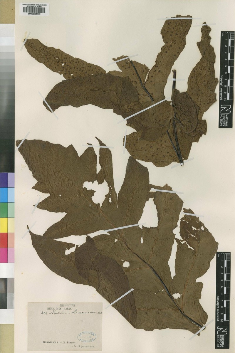 Tectaria lawrenceana photo 3