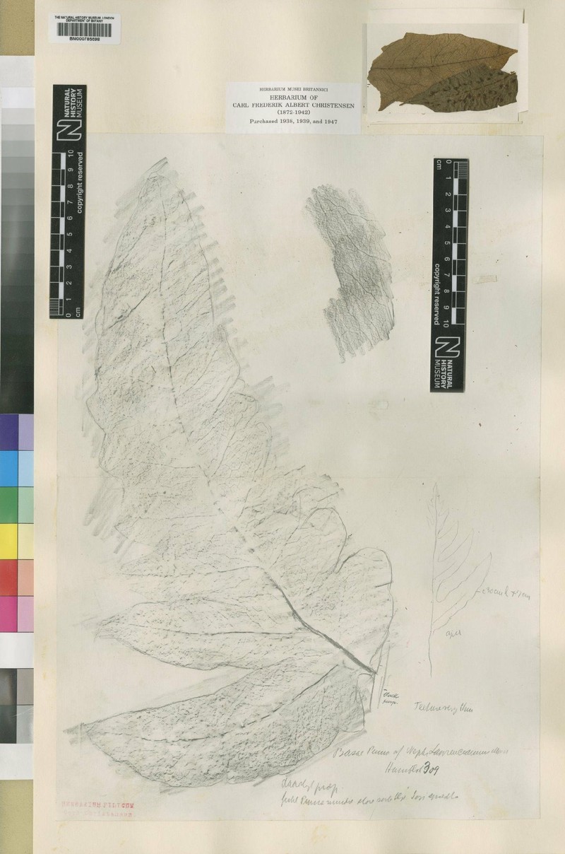 Tectaria lawrenceana photo 4