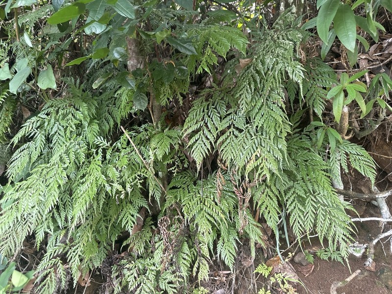 Tectaria laxa