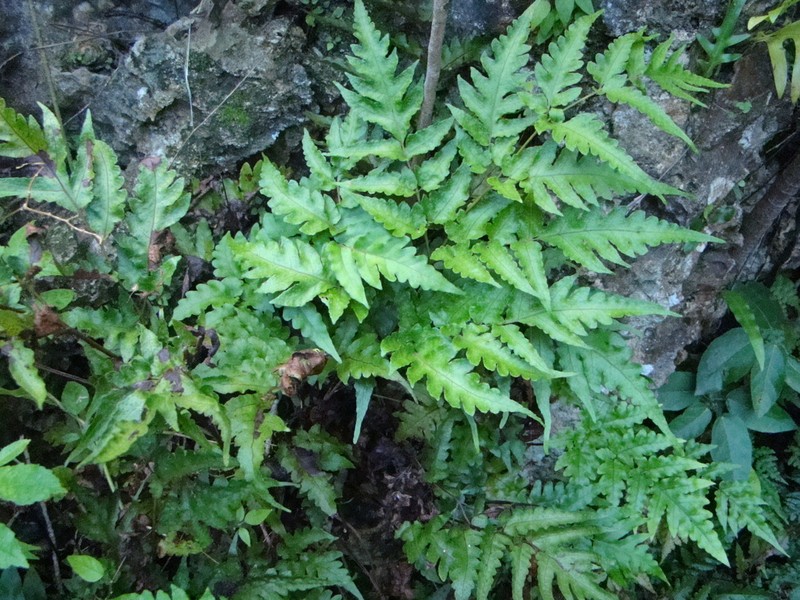 Tectaria lifuensis