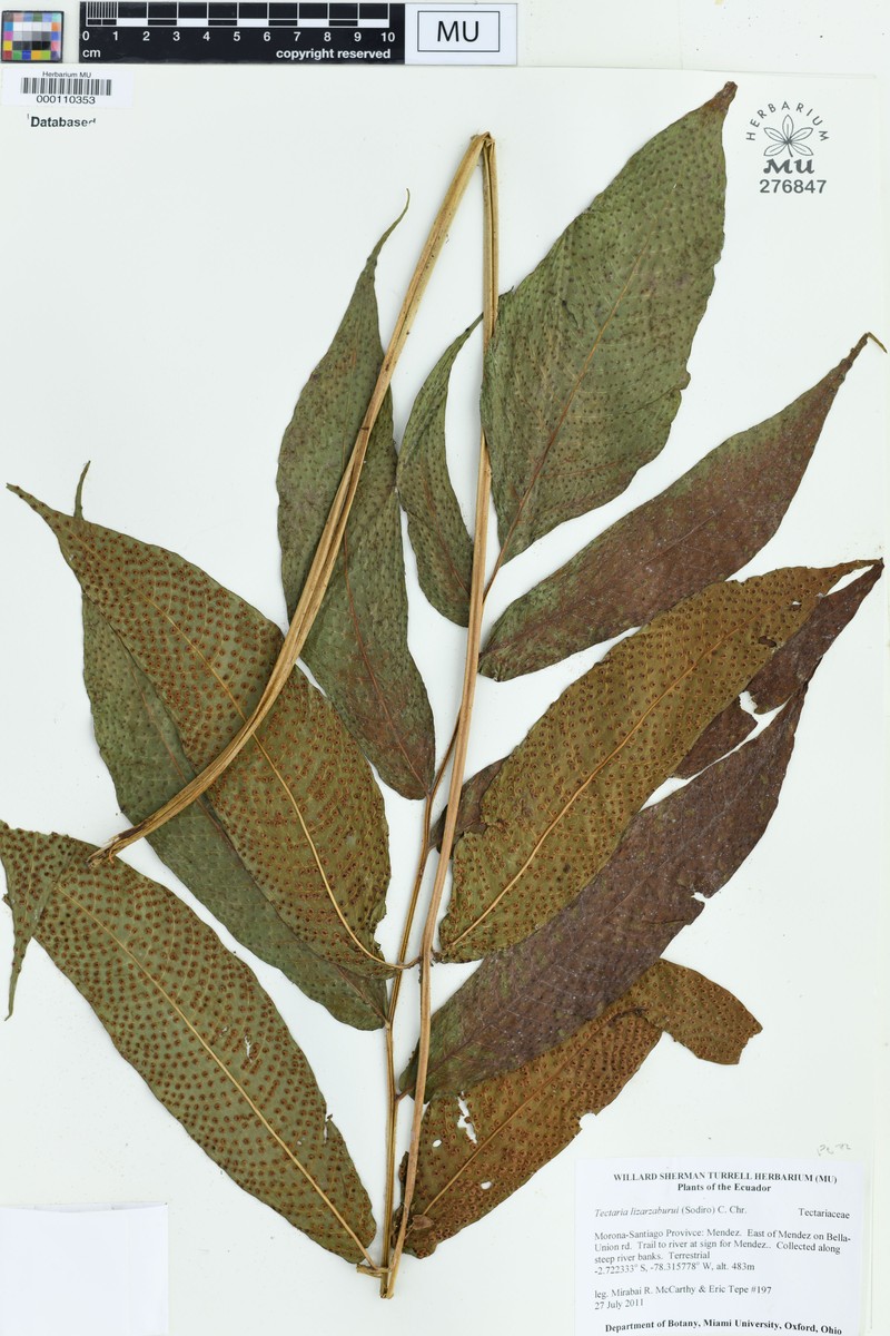 Tectaria lizarzaburui