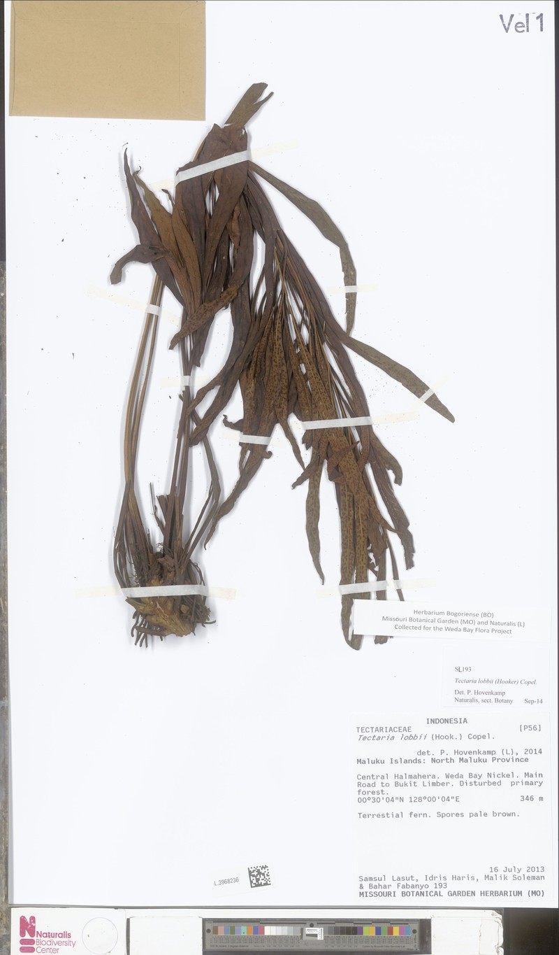 Tectaria lobbii photo 2