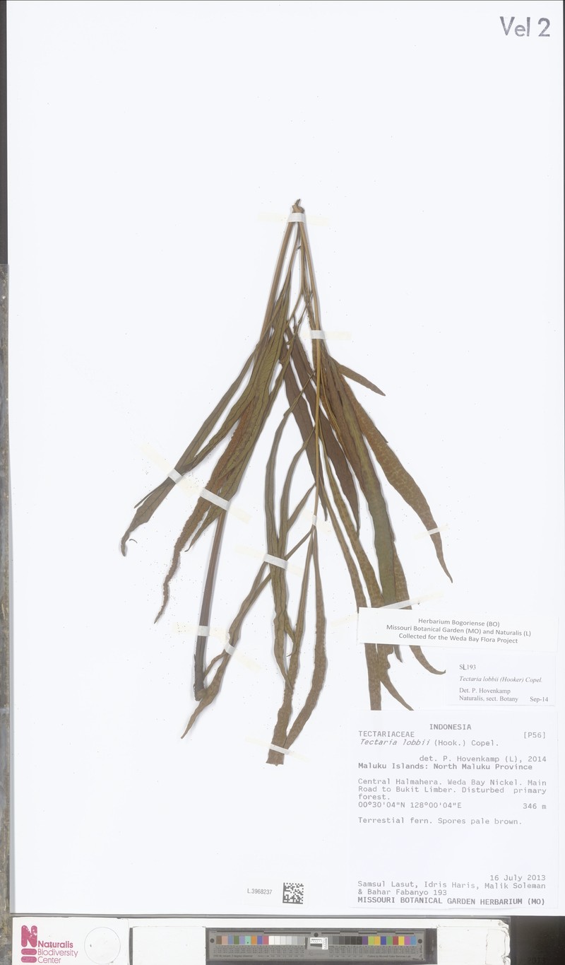 Tectaria lobbii photo 3