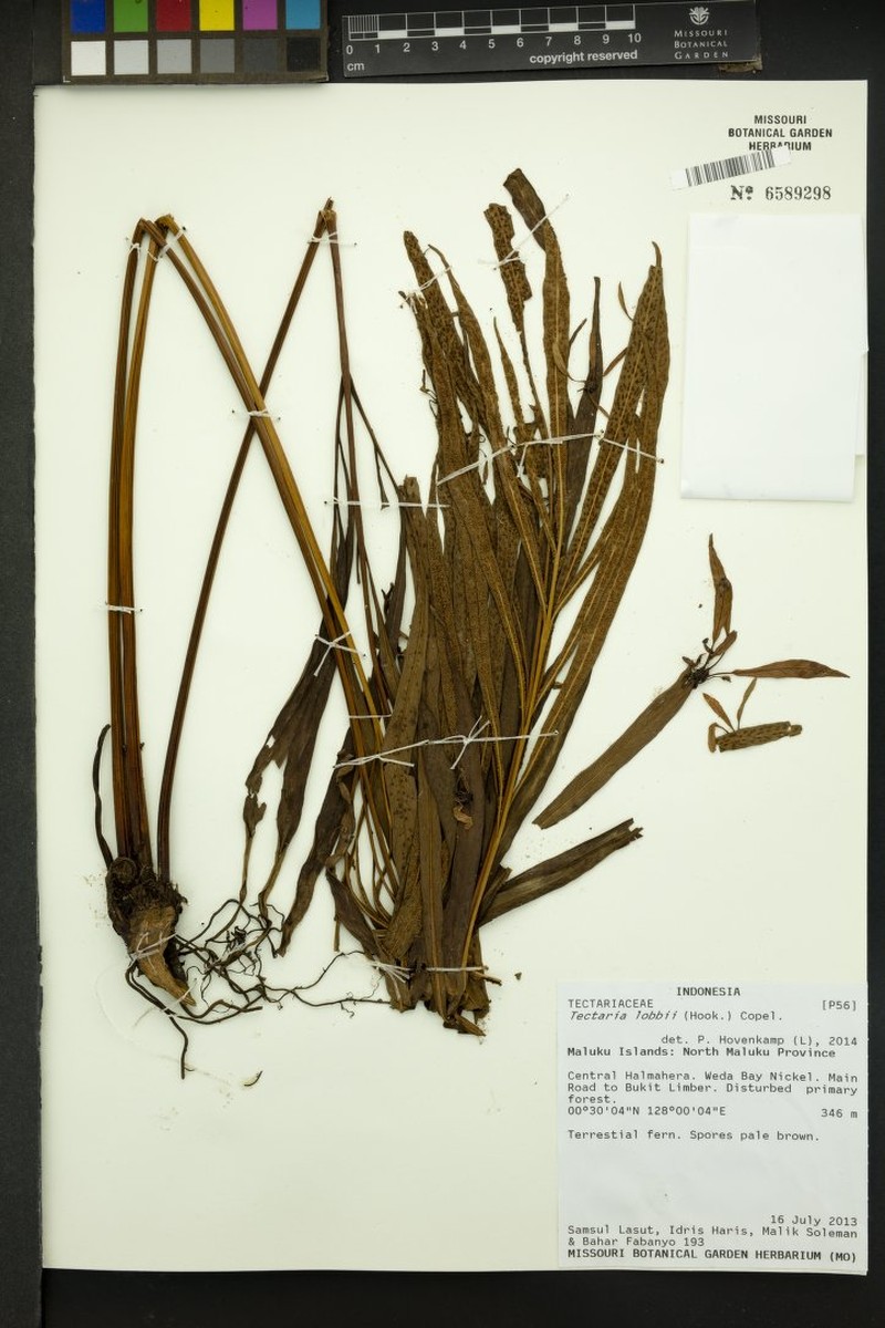 Tectaria lobbii photo 4