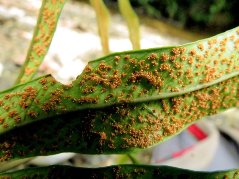 Tectaria lobbii photo 5