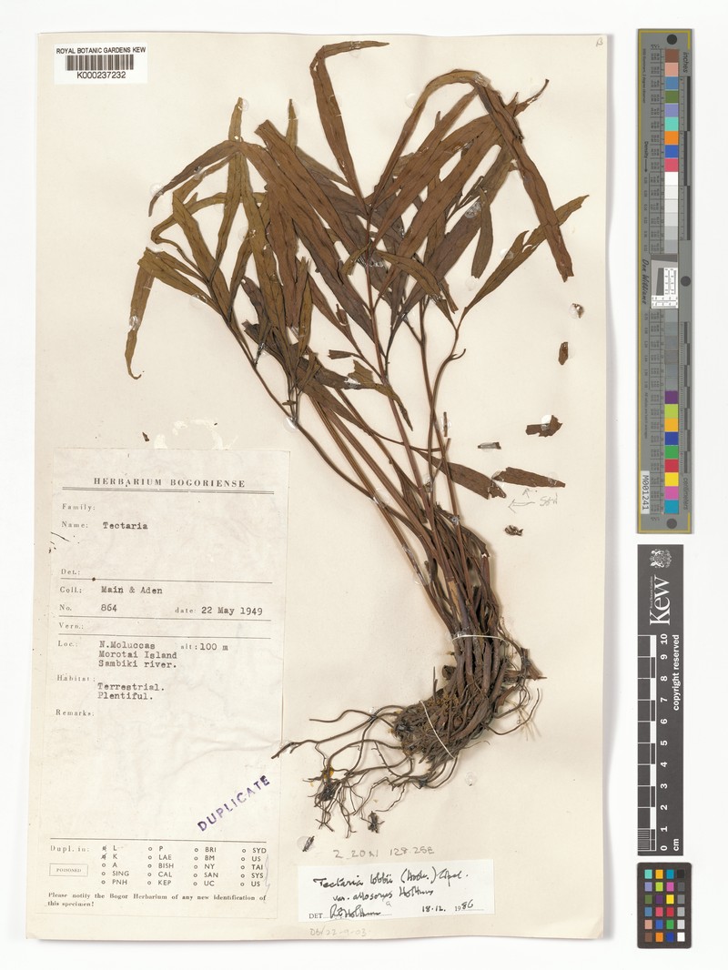 Tectaria lobbii var. allosora