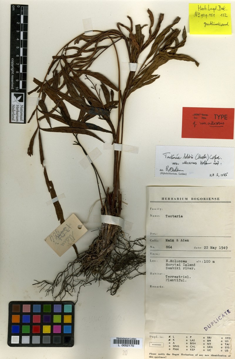 Tectaria lobbii var. allosora photo 2