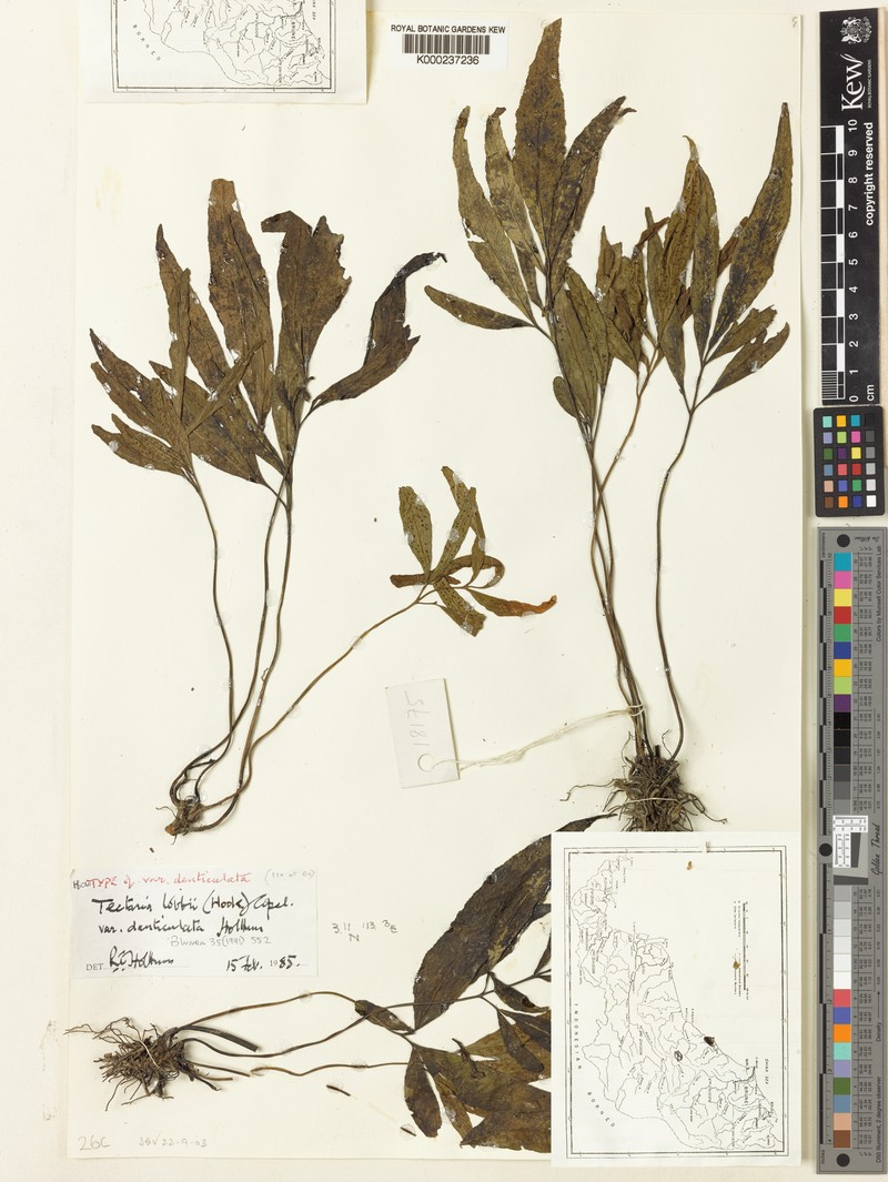 Tectaria lobbii var. denticulata