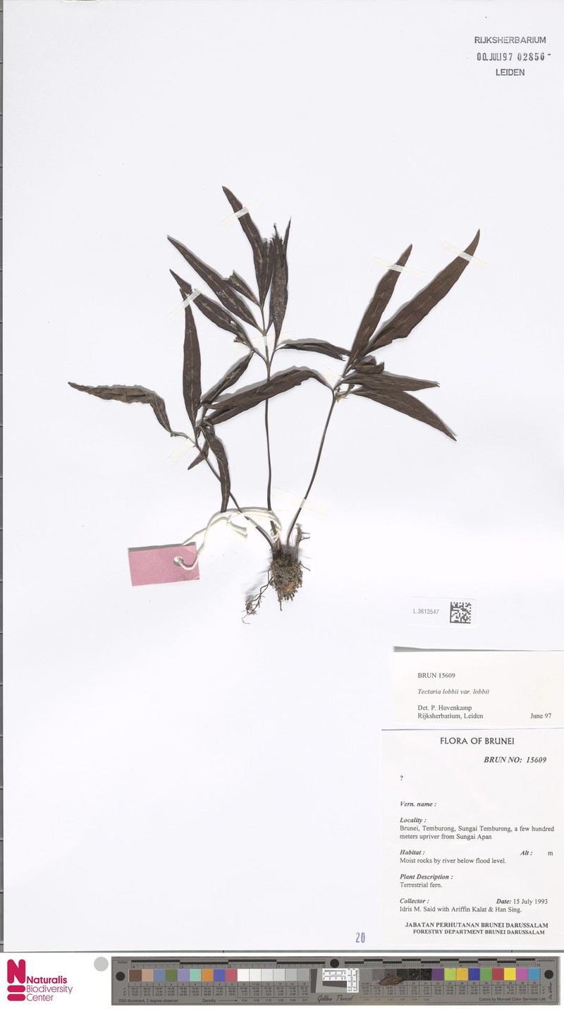 Tectaria lobbii var. lobbii