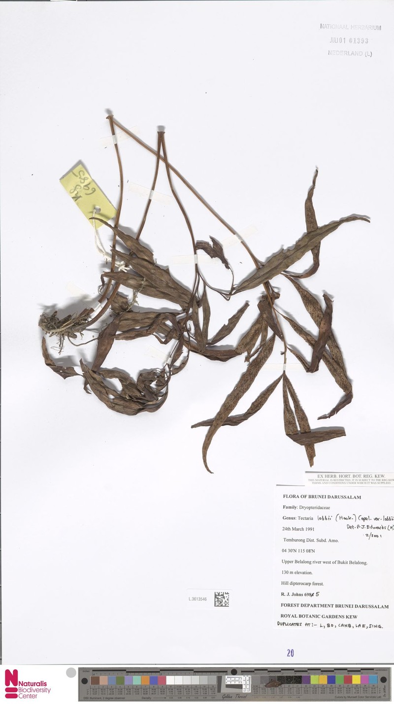 Tectaria lobbii var. lobbii photo 2