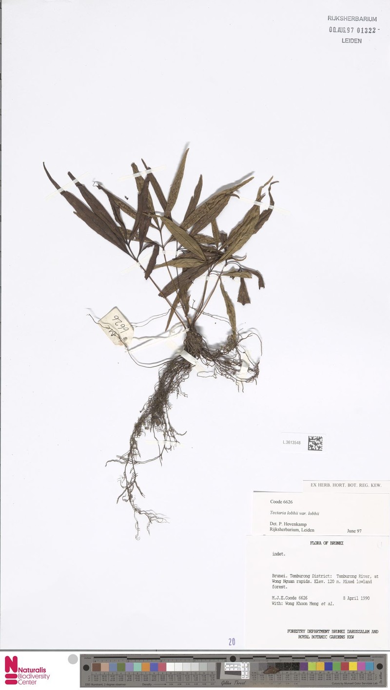 Tectaria lobbii var. lobbii photo 3