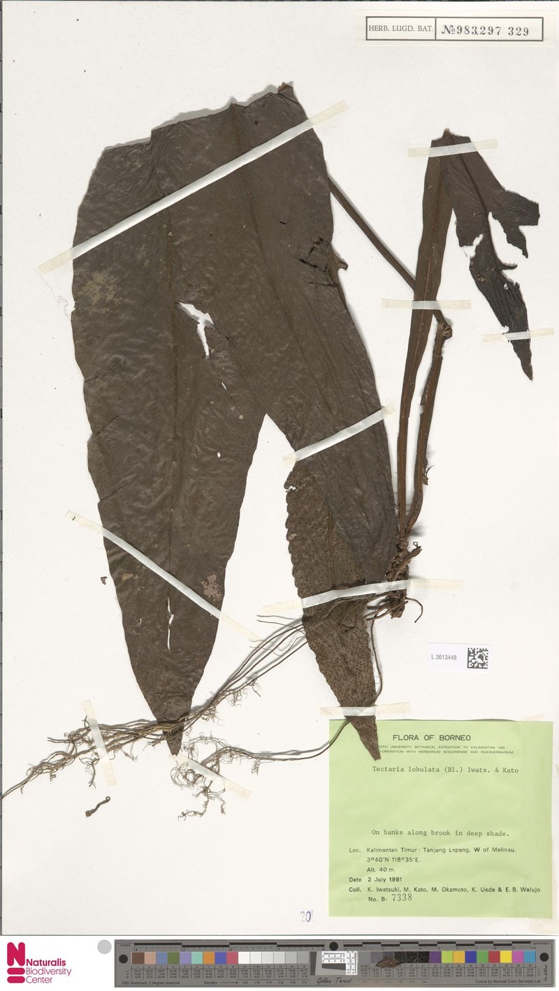 Tectaria lobulata
