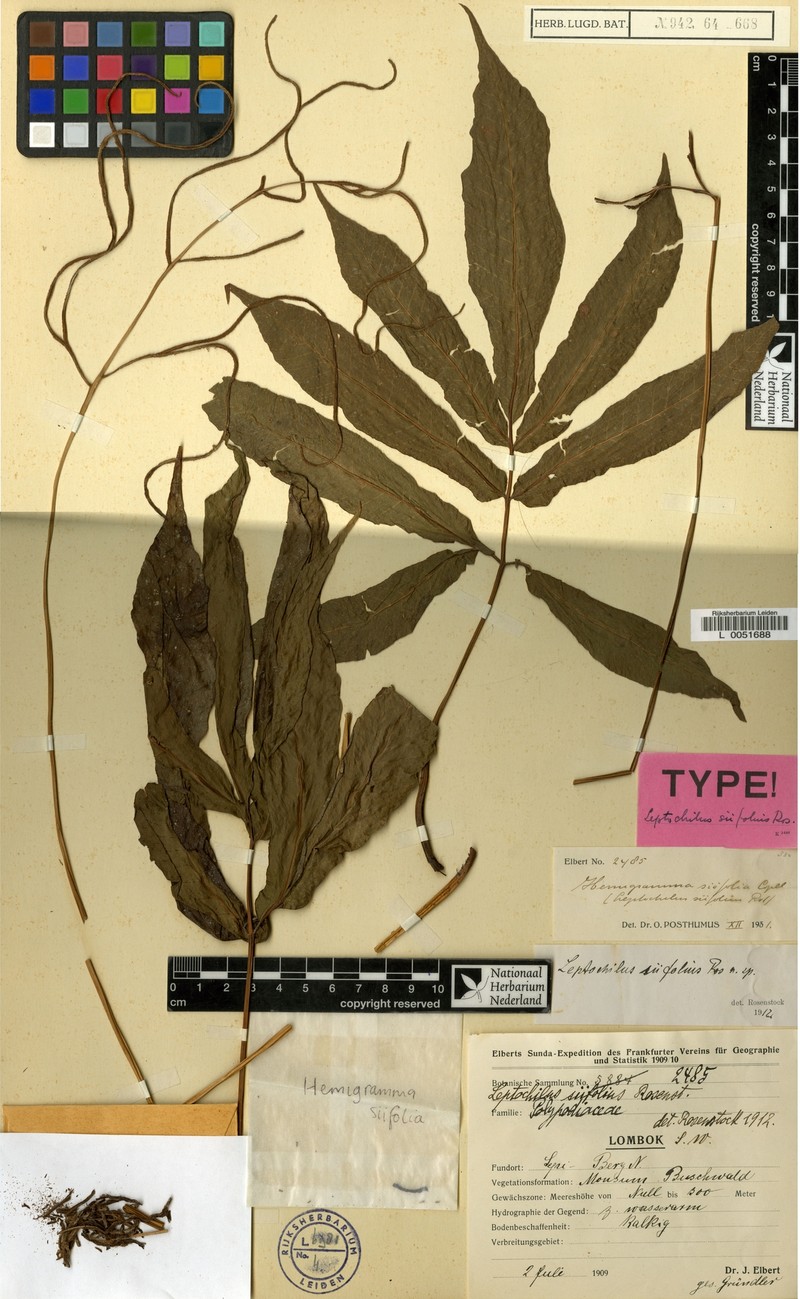 Tectaria lombokensis