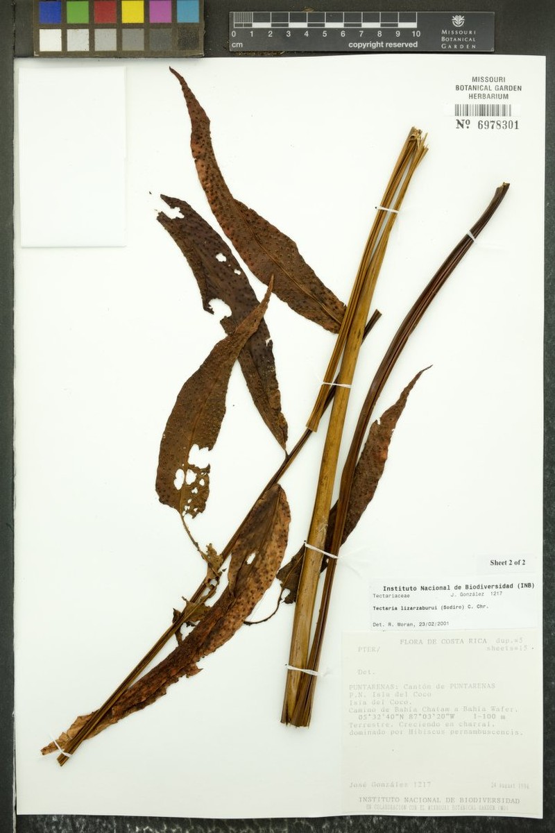 Tectaria longipinnata