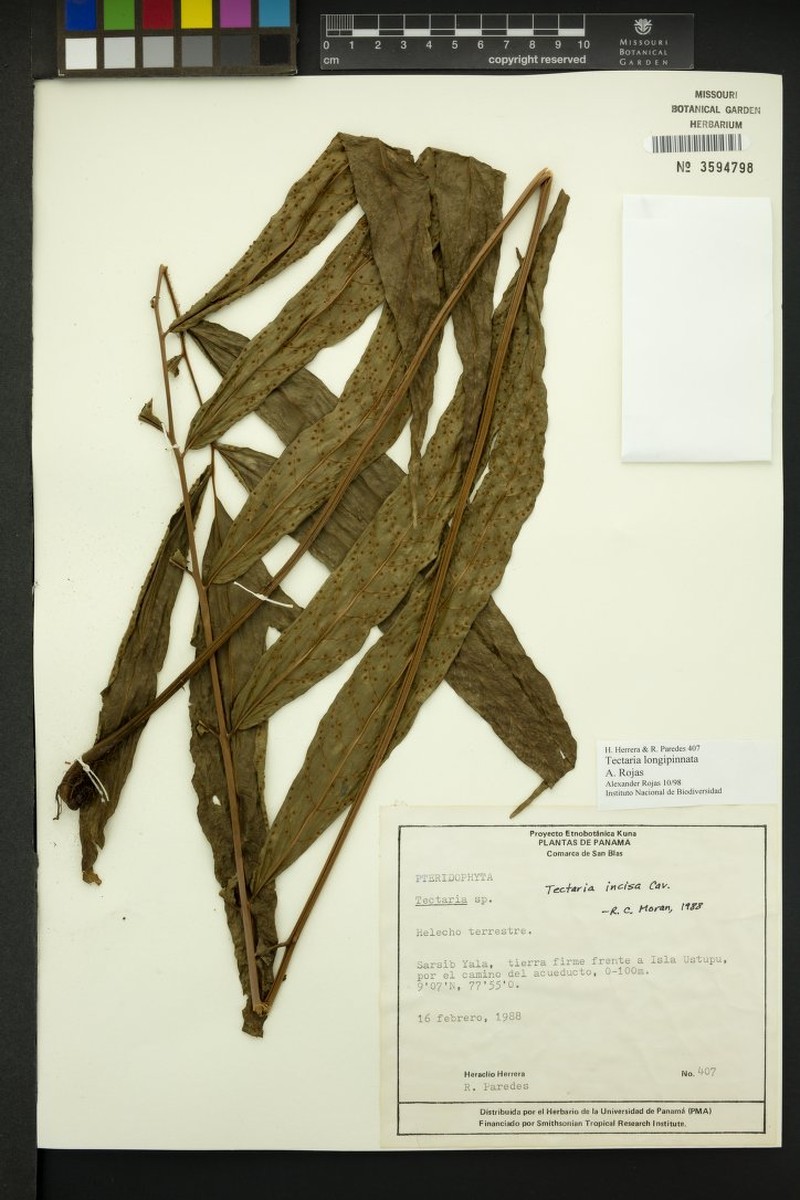 Tectaria longipinnata photo 2