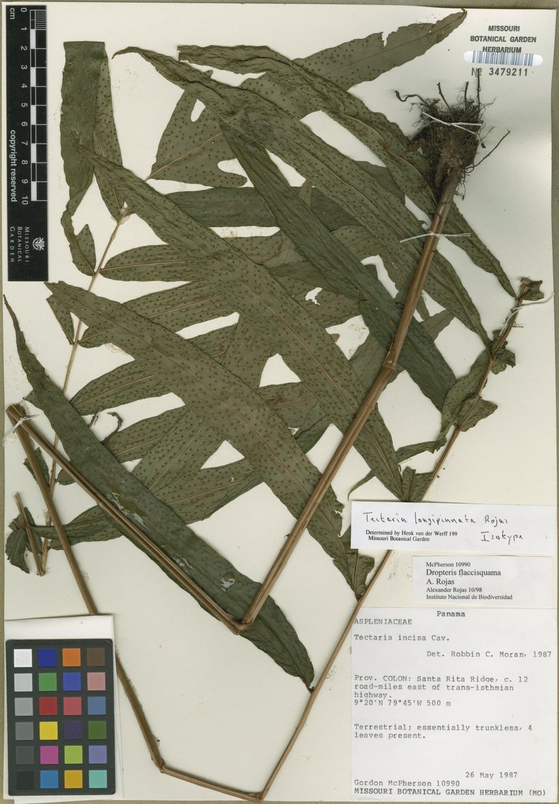 Tectaria longipinnata photo 3