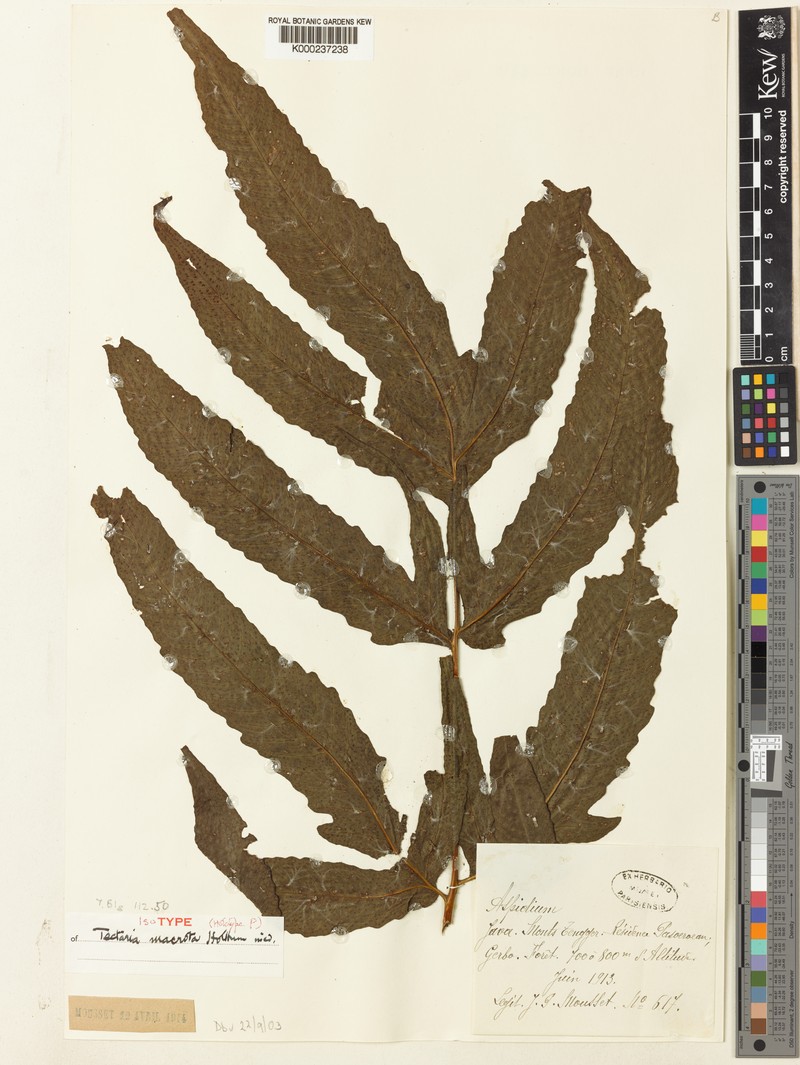 Tectaria macrota photo 2