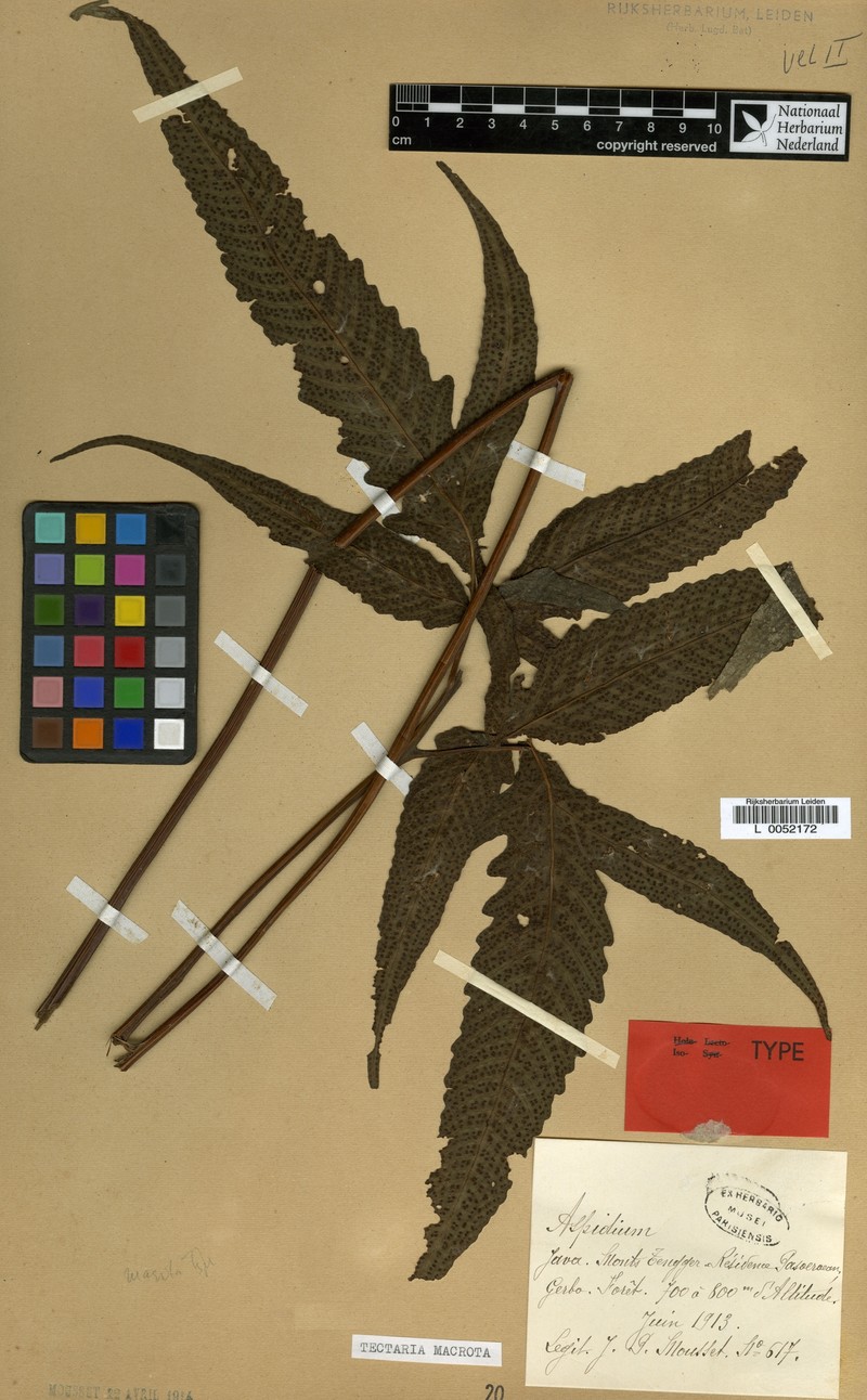 Tectaria macrota photo 3