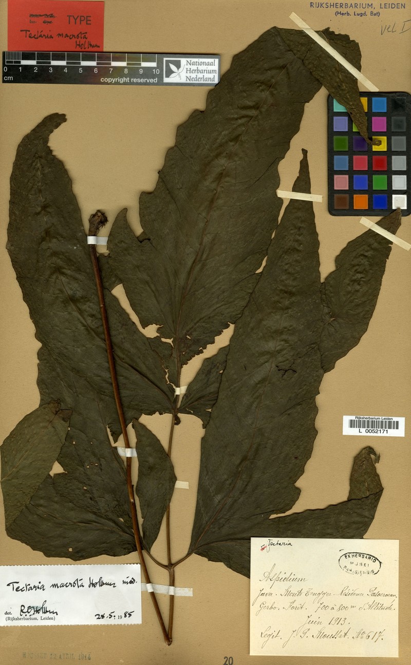 Tectaria macrota photo 4
