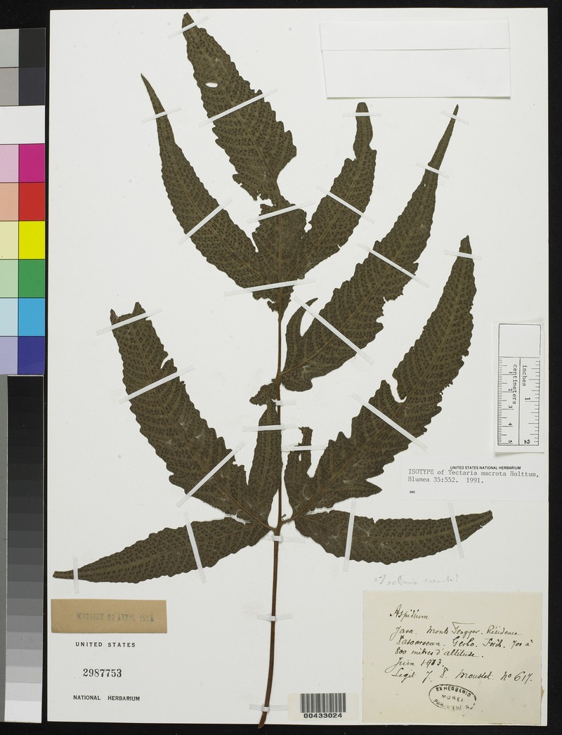 Tectaria macrota
