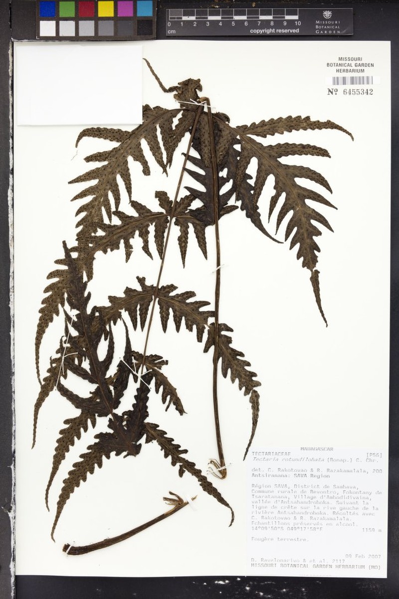 Tectaria magnifica photo 2
