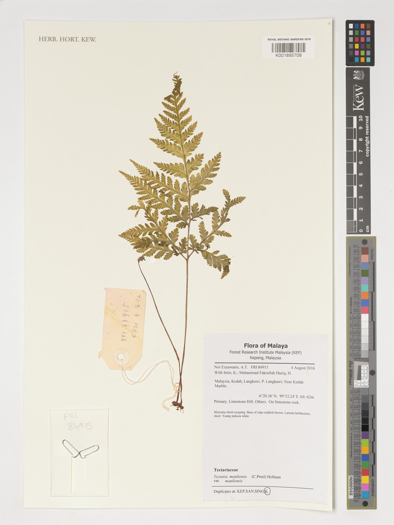 Tectaria manilensis