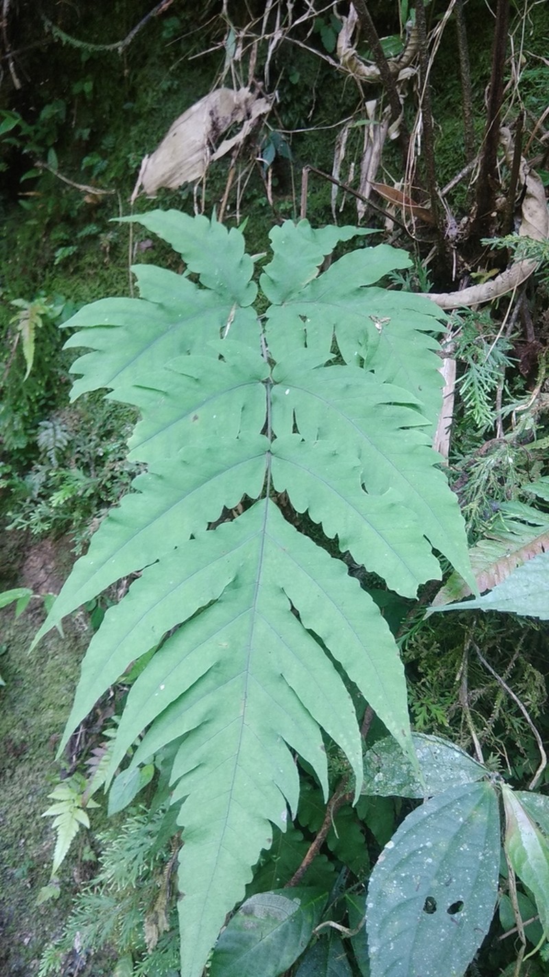 Tectaria melanocaulos photo 2