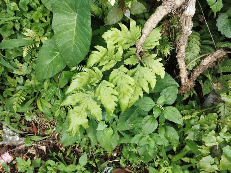 Tectaria melanocaulos photo 3