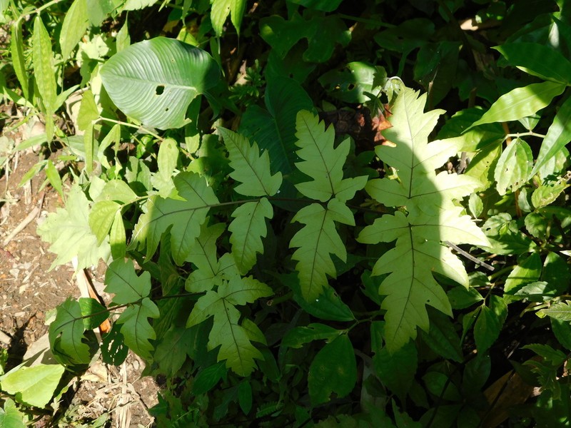 Tectaria melanocaulos photo 4