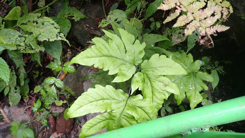 Tectaria melanocaulos photo 6