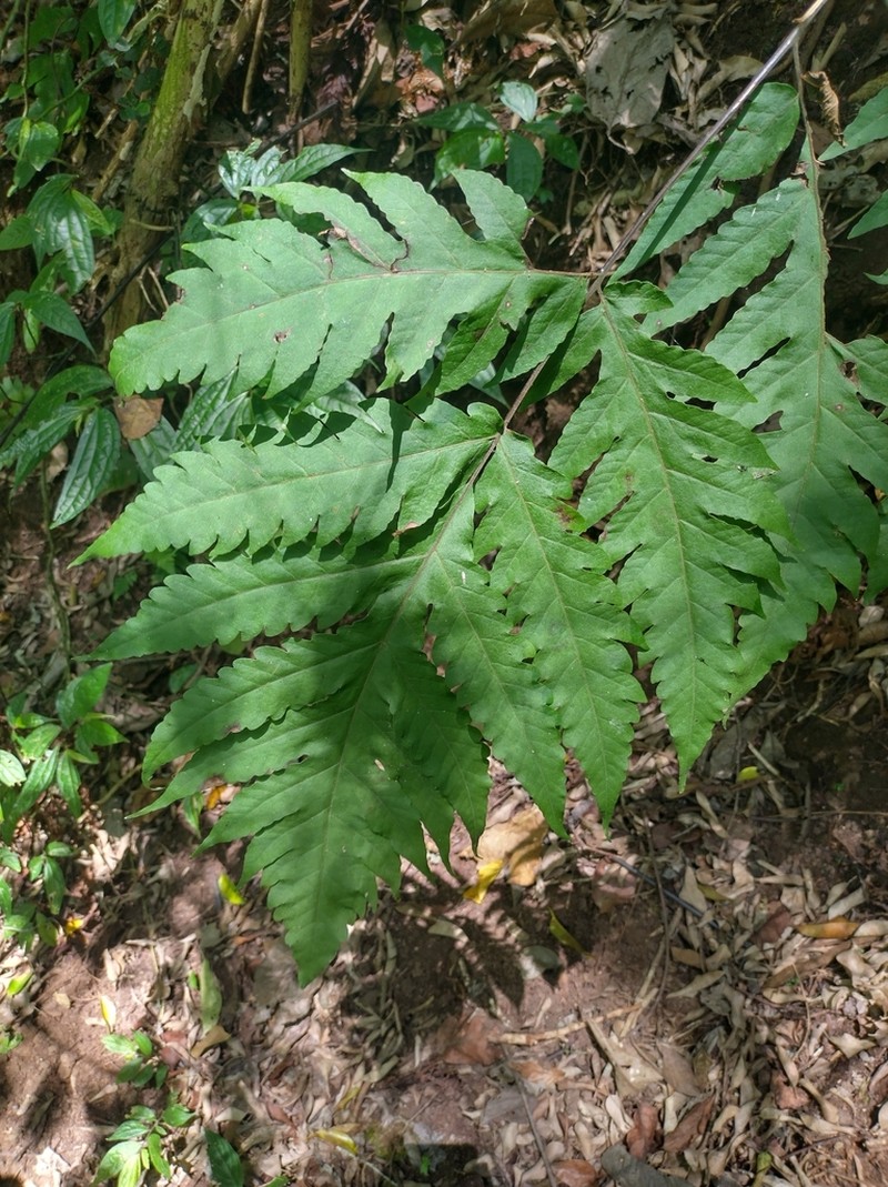 Tectaria melanocaulos photo 7