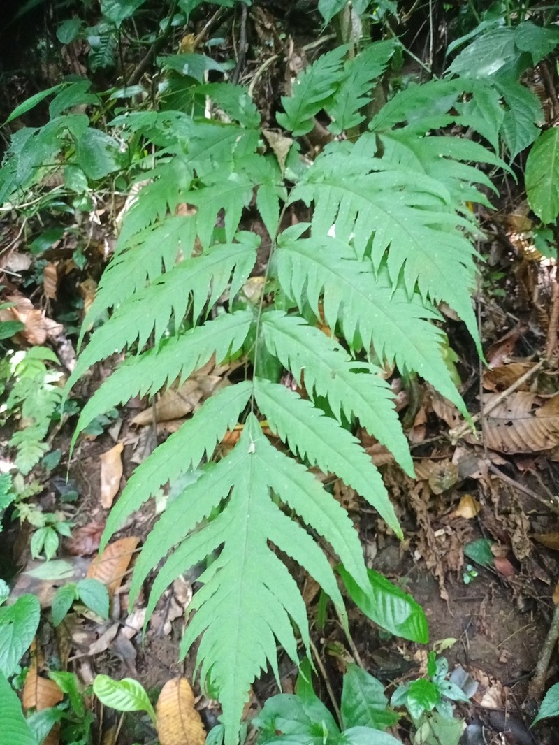 Tectaria melanocaulos photo 8